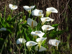 Lillies in the ditch